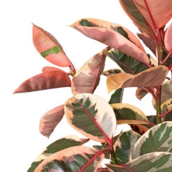 Ficus Elastica Belize - Pink Rubber Plant - Straight Stem 14 Ficus Elastica Belize - Pink Rubber Plant - Straight Stem -Plant Promotion Store Ficus elastica Belize Pink Rubber Plant Straight Stem DETAIL 2