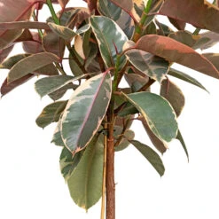 Ficus Elastica Belize - Pink Rubber Plant - Straight Stem 12 Ficus Elastica Belize - Pink Rubber Plant - Straight Stem -Plant Promotion Store Ficus elastica Belize Pink Rubber Plant Straight Stem DETAIL 3