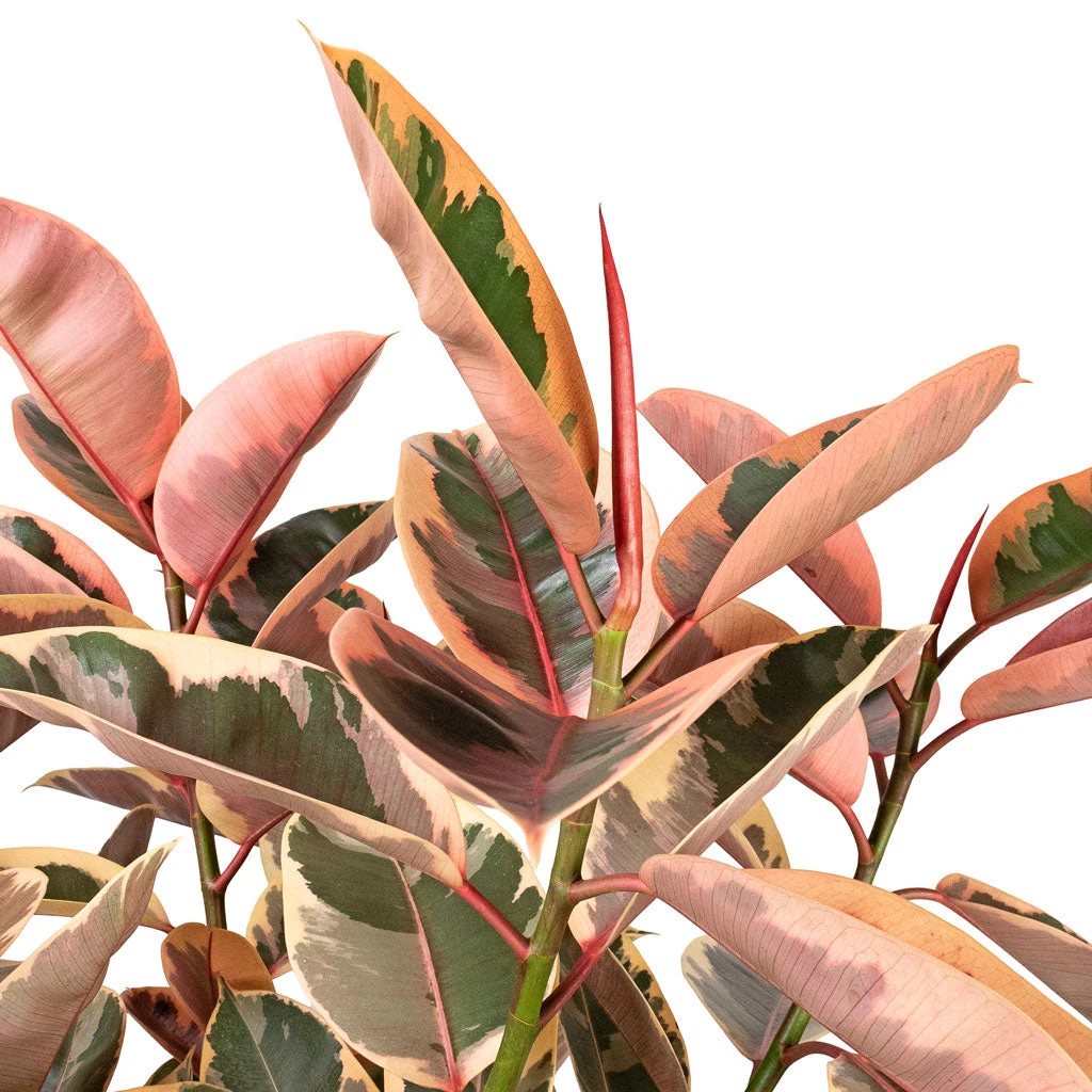 Ficus Elastica Belize - Pink Rubber Plant - Straight Stem 4 Ficus Elastica Belize - Pink Rubber Plant - Straight Stem - Image 2