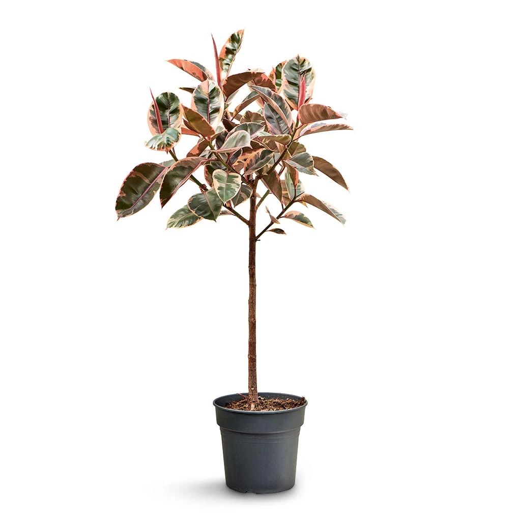 Ficus Elastica Belize - Pink Rubber Plant - Straight Stem 7 Ficus Elastica Belize - Pink Rubber Plant - Straight Stem - Image 5