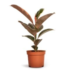 Ficus Elastica Belize - Pink Rubber Plant 21 Ficus Elastica Belize - Pink Rubber Plant -Plant Promotion Store Ficus elastica Belize Rubber Plant 12x30cm
