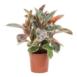 Ficus Elastica Belize - Pink Rubber Plant 31 Ficus Elastica Belize - Pink Rubber Plant -Plant Promotion Store Ficus elastica Belize Rubber Plant