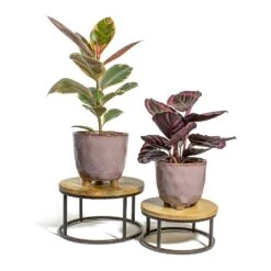 Calathea Roseopicta Surprise Star - Rose Painted Calathea 10 Calathea Roseopicta Surprise Star - Rose Painted Calathea -Plant Promotion Store Ficus elastica Belize Rubber Plant Calathea roseopicta Dottie Rose Painted Calathea kaat pink plant pot lois stand f0dffd2d bb62 4cb6 9387 25eab5c4cb44