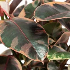 Ficus Elastica Belize - Pink Rubber Plant 28 Ficus Elastica Belize - Pink Rubber Plant -Plant Promotion Store Ficus elastica Belize Rubber Plant Close Up