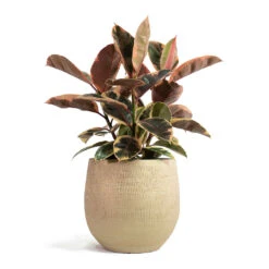 Ficus Elastica Belize - Pink Rubber Plant 30 Ficus Elastica Belize - Pink Rubber Plant -Plant Promotion Store Ficus elastica Belize Rubber Plant Ryan Plant Pot Sand Gold