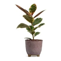 Ficus Elastica Belize - Pink Rubber Plant 27 Ficus Elastica Belize - Pink Rubber Plant -Plant Promotion Store Ficus elastica Belize Rubber Plant kaat pink plant pot