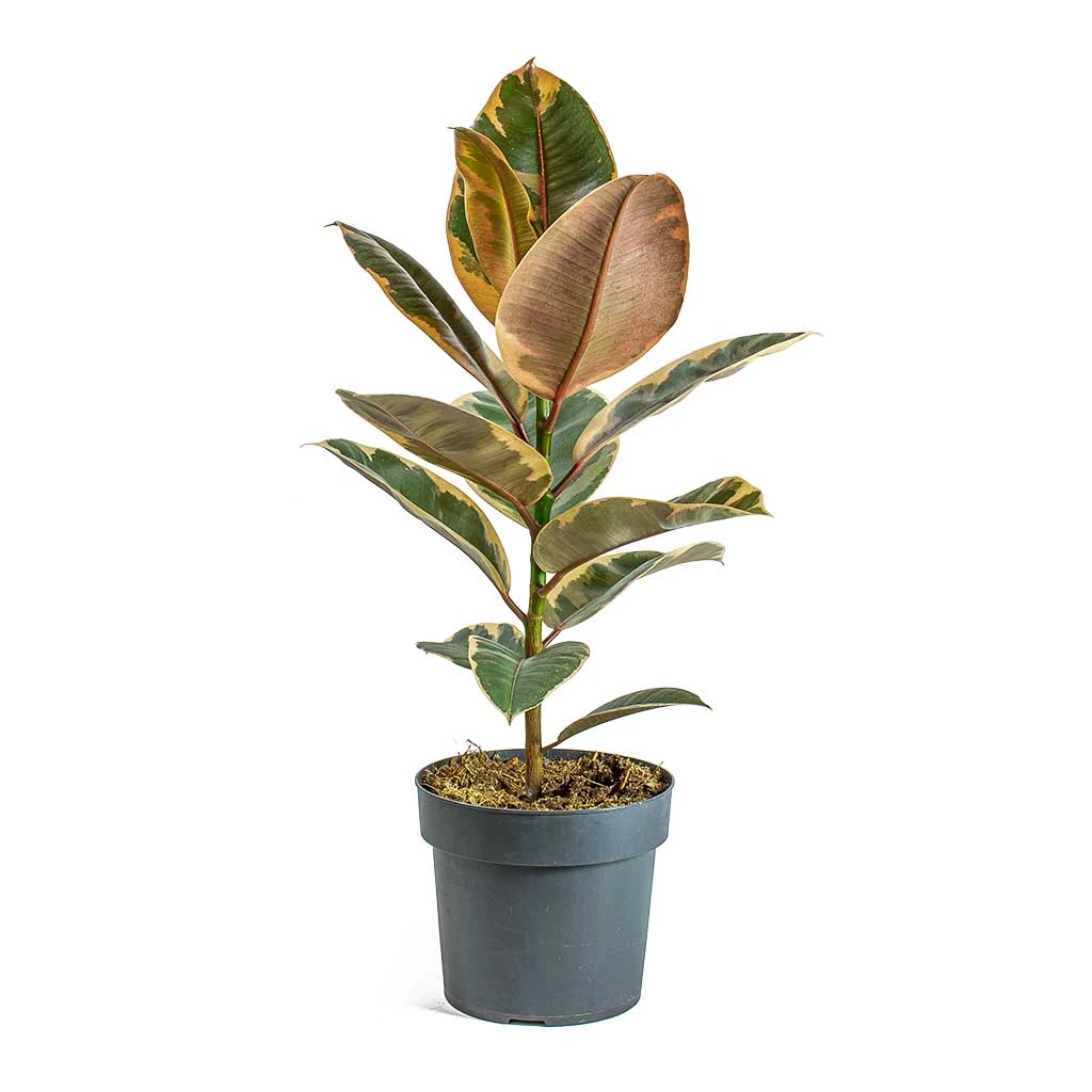 Ficus Elastica Belize - Pink Rubber Plant 9 Ficus Elastica Belize - Pink Rubber Plant - Image 7