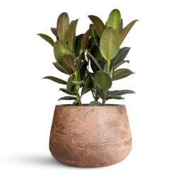 Ficus Elastica Melany - Rubber Plant -Plant Promotion Store Ficus elastica Melany 19x55cm Algar Darcy Planter Brown 37x24cm