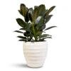 Ficus Elastica Melany - Rubber Plant -Plant Promotion Store Ficus elastica Melany 19x55cm Beatrice pot White 24x24cm