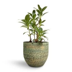 Rinca Plant Pot - Shiny Green 39 Rinca Plant Pot - Shiny Green -Plant Promotion Store Ficus elastica Melany Petite Rubber Plant 24x75cm Rinca Plant Pot Shiny Green 29x26cm c02db6b0 10f2 4485 b14e 594fa0d1467f