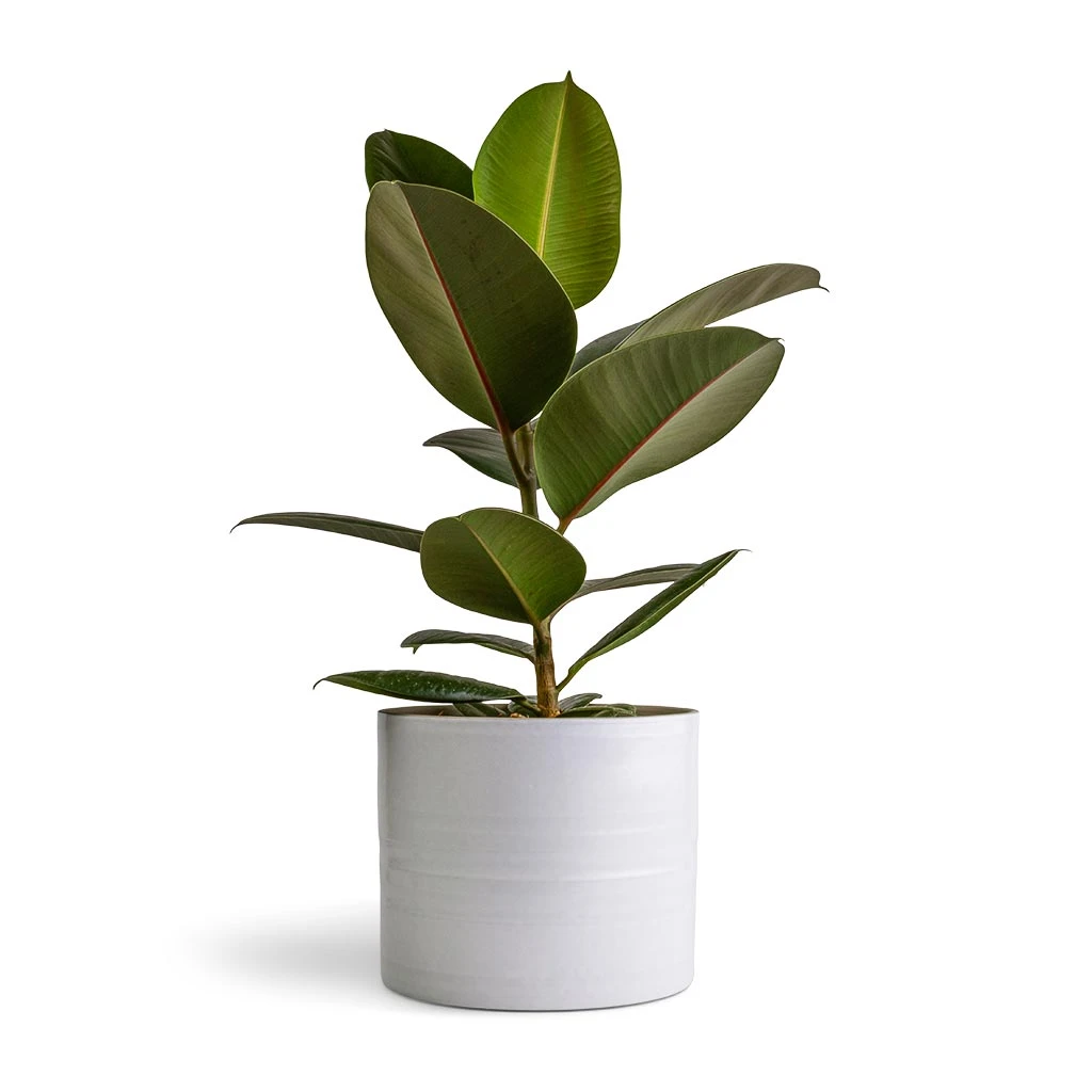 Ficus Elastica Robusta - Rubber Plant 9 Ficus Elastica Robusta - Rubber Plant - Image 7