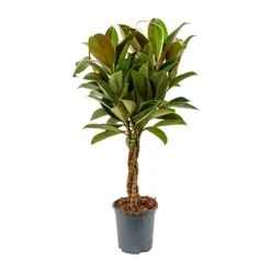 Ficus Elastica Melany - Rubber Plant - Stemmed -Plant Promotion Store Ficus elastica Melany Rubber Plant Braided Stem