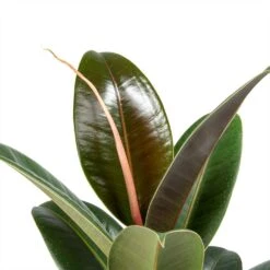 Ficus Elastica Melany - Rubber Plant -Plant Promotion Store Ficus elastica Melany Rubber Plant Leaves