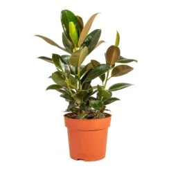 Ficus Elastica Melany - Rubber Plant -Plant Promotion Store Ficus elastica Melany Rubber Plant Medium
