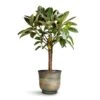 Ficus Elastica Melany - Rubber Plant - Stemmed -Plant Promotion Store Ficus elastica Melany Rubber Plant Multi Stem 21x90cm Aico Plant Pot Shiny Blue 28x25cm 2c07358d 0dff 464c 9ddb 048b1206e2a4