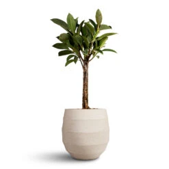 Bordo Balloon Planter - Sand -Plant Promotion Store Ficus elastica Melany Rubber Plant Multi Stem 21x90cm Bordo Balloon Planter Sand 30x30cm 1