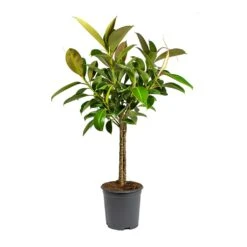 Ficus Elastica Melany - Rubber Plant - Stemmed -Plant Promotion Store Ficus elastica Melany Rubber Plant Multi Stem