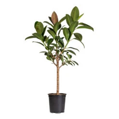 Ficus Elastica Melany - Rubber Plant - Stemmed -Plant Promotion Store Ficus elastica Melany Straight Stem 21x90cm