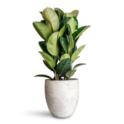 Ficus Elastica Robusta - Rubber Plant 27 Ficus Elastica Robusta - Rubber Plant -Plant Promotion Store Ficus elastica Robusta 24x90cm Algar Couple Planter White 34x34cm