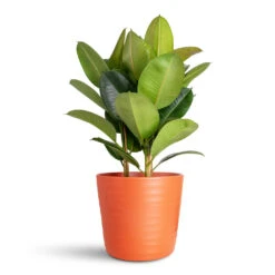 Ficus Elastica Robusta - Rubber Plant 33 Ficus Elastica Robusta - Rubber Plant -Plant Promotion Store Ficus elastica Robusta 24x90cm Oslo Pot Cayenne 32x27cm