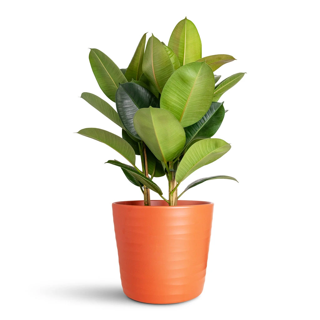 Ficus Elastica Robusta - Rubber Plant 14 Ficus Elastica Robusta - Rubber Plant - Image 12