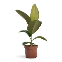 Ficus Elastica Robusta - Rubber Plant 25 Ficus Elastica Robusta - Rubber Plant -Plant Promotion Store Ficus elastica Robusta Rubber Plant 12x35cm