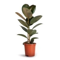 Ficus Elastica Robusta - Rubber Plant 29 Ficus Elastica Robusta - Rubber Plant -Plant Promotion Store Ficus elastica Robusta Rubber Plant 17x50cm