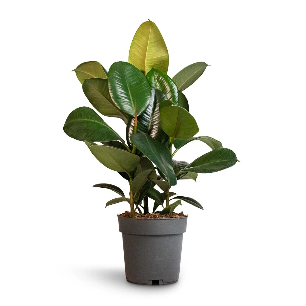 Ficus Elastica Robusta - Rubber Plant 11 Ficus Elastica Robusta - Rubber Plant - Image 9