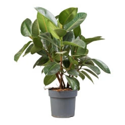 Ficus Elastica Robusta - Rubber Plant 35 Ficus Elastica Robusta - Rubber Plant -Plant Promotion Store Ficus elastica Robusta Rubber Plant 21x70cm 2