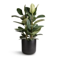 Ficus Elastica Robusta - Rubber Plant 36 Ficus Elastica Robusta - Rubber Plant -Plant Promotion Store Ficus elastica Robusta Rubber Plant 24x80cm Lisbon Plant Pot Anthracite 26x26cm 15863bd8 1d64 4b63 a016 9ec33053b16b