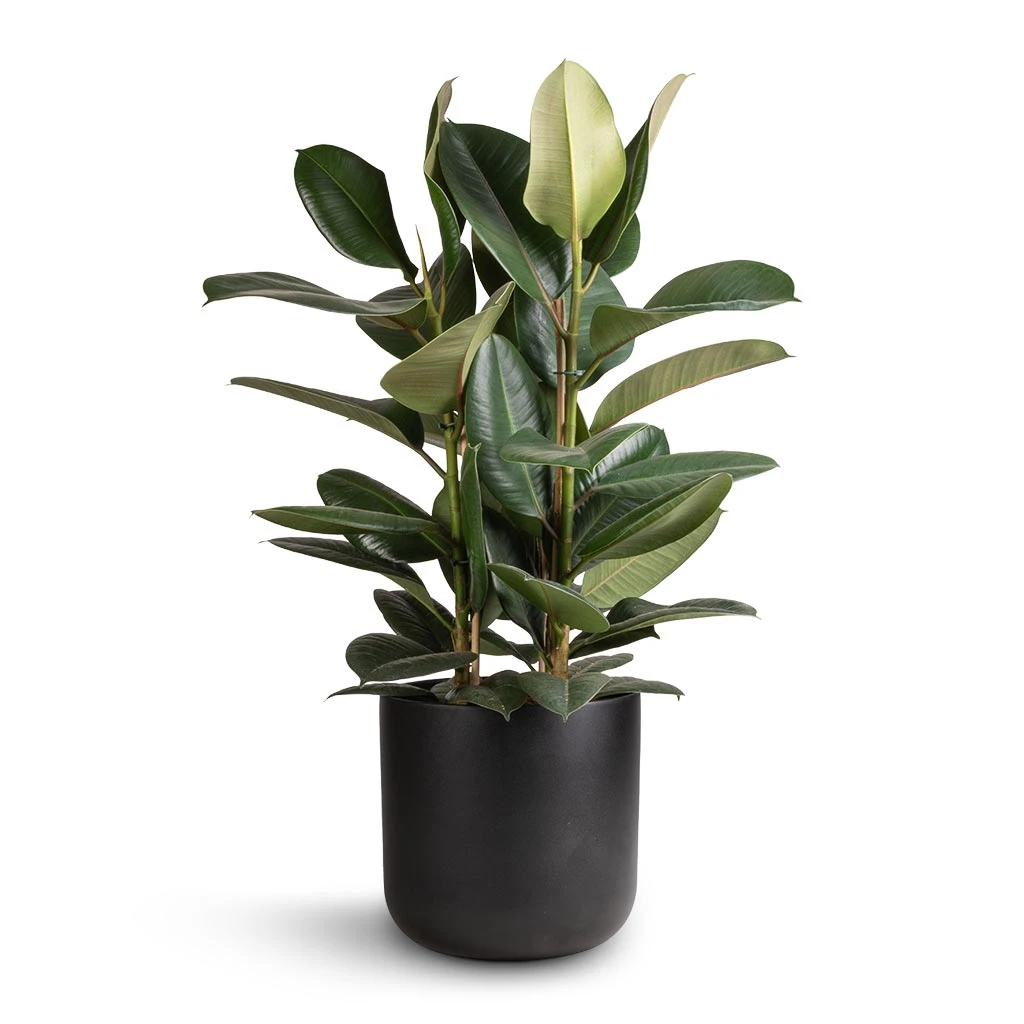 Ficus Elastica Robusta - Rubber Plant 17 Ficus Elastica Robusta - Rubber Plant - Image 15