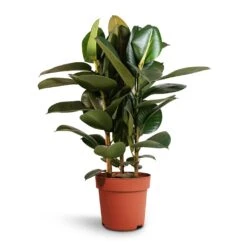 Ficus Elastica Robusta - Rubber Plant 34 Ficus Elastica Robusta - Rubber Plant -Plant Promotion Store Ficus elastica Robusta Rubber Plant 24x90cm