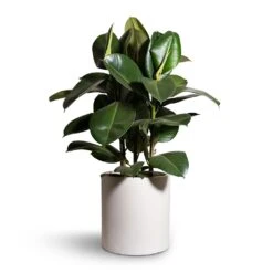 Max Refined Planter - Natural White 24 Max Refined Planter - Natural White -Plant Promotion Store Ficus elastica Robusta Rubber Plant 24x90cm Max Refined Planter Natural White 29x29.5cm 2 a8c0d06e 6ccd 464a a80f fe6db16c8f8f
