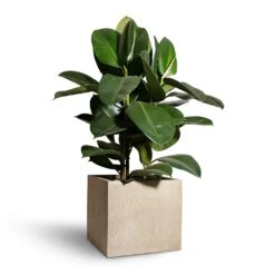Ficus Elastica Robusta - Rubber Plant 37 Ficus Elastica Robusta - Rubber Plant -Plant Promotion Store Ficus elastica Robusta Rubber Plant 24x90cm Raindrop Cube Planter Stone 30x30x27cm 2