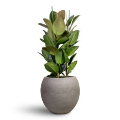 Ficus Elastica Robusta - Rubber Plant 31 Ficus Elastica Robusta - Rubber Plant -Plant Promotion Store Ficus elastica Robusta Rubber Plant 30x110cm Abby Ridged Plant Pot Cement 35x30cm