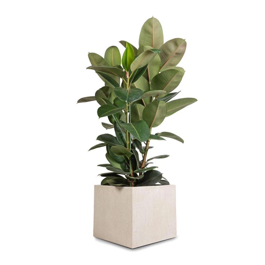 Ficus Elastica Robusta - Rubber Plant 20 Ficus Elastica Robusta - Rubber Plant - Image 18