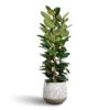 Ficus Elastica Robusta - Rubber Plant 1 Ficus Elastica Robusta - Rubber Plant -Plant Promotion Store Ficus elastica Robusta Rubber Plant 35x160cm Pax Ridged Plant Pot White Stripe 55x49cm