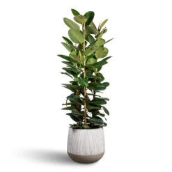 Ficus Elastica Robusta - Rubber Plant