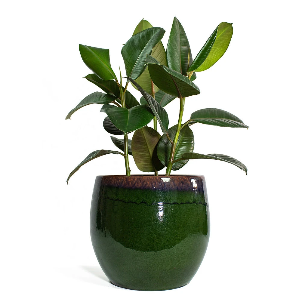 Ficus Elastica Robusta - Rubber Plant 22 Ficus Elastica Robusta - Rubber Plant - Image 20