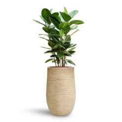 Ficus Elastica Robusta - Rubber Plant - HydroCare 26 Ficus Elastica Robusta - Rubber Plant - HydroCare -Plant Promotion Store Ficus elastica Robusta Rubber Plant HydroCare Dune Partner Planter Oat