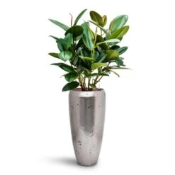 Ficus Elastica Robusta - Rubber Plant - HydroCare 28 Ficus Elastica Robusta - Rubber Plant - HydroCare -Plant Promotion Store Ficus elastica Robusta Rubber Plant HydroCare Opus Raw Partner Planter Silver
