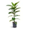 Ficus Elastica Robusta - Rubber Plant - HydroCare 1 Ficus Elastica Robusta - Rubber Plant - HydroCare -Plant Promotion Store Ficus elastica Robusta Rubber Plant Hydroculture 18 19x100cm 1stem