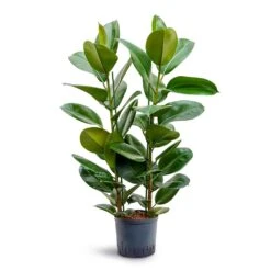 Ficus Elastica Robusta - Rubber Plant - HydroCare 25 Ficus Elastica Robusta - Rubber Plant - HydroCare -Plant Promotion Store Ficus elastica Robusta Rubber Plant Hydroculture 22 19x100cm 2stem