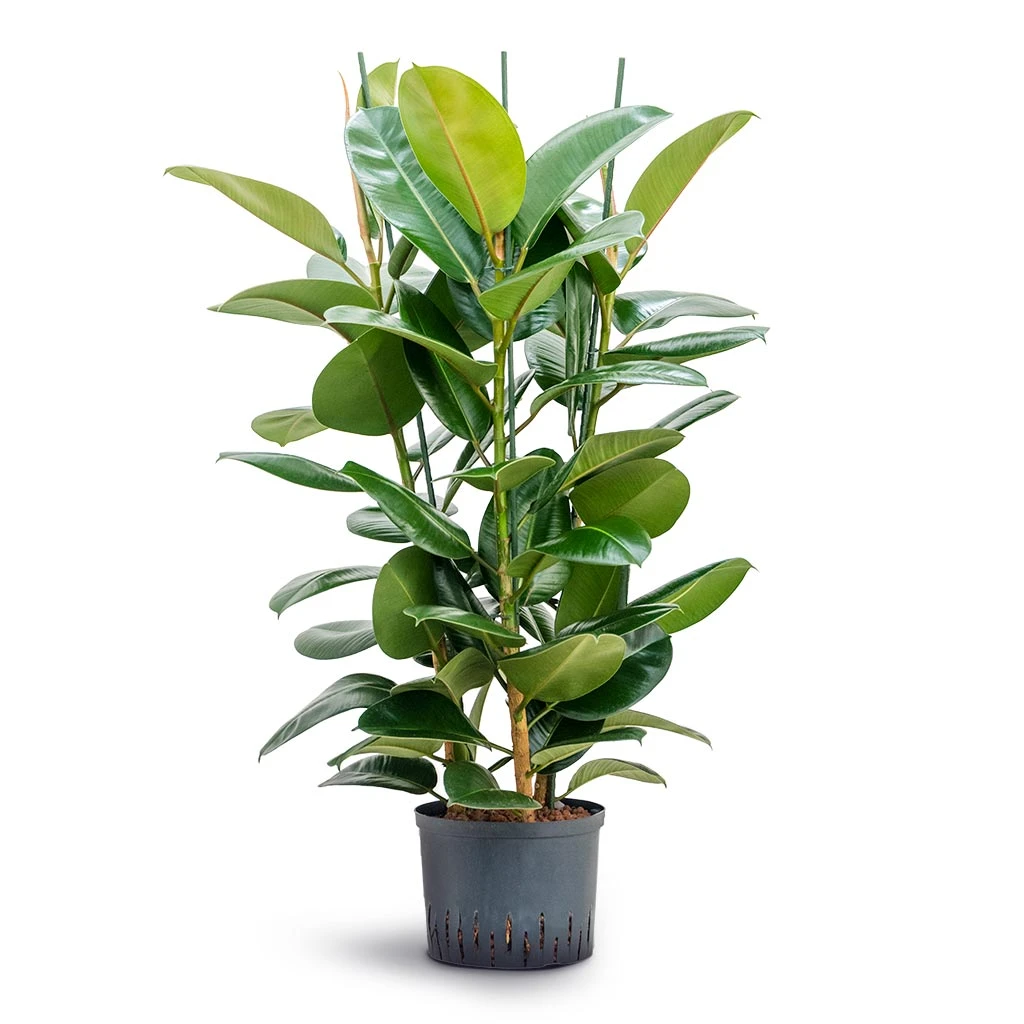 Ficus Elastica Robusta - Rubber Plant - HydroCare 18 Ficus Elastica Robusta - Rubber Plant - HydroCare - Image 16