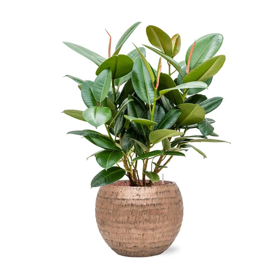 Ficus Elastica Robusta - Rubber Plant - HydroCare 16 Ficus Elastica Robusta - Rubber Plant - HydroCare - Image 14