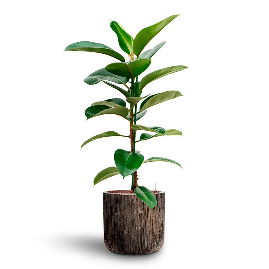 Ficus Elastica Robusta - Rubber Plant - HydroCare 6 Ficus Elastica Robusta - Rubber Plant - HydroCare - Image 4