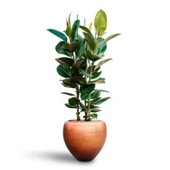 Ficus Elastica Robusta - Rubber Plant - HydroCare 32 Ficus Elastica Robusta - Rubber Plant - HydroCare -Plant Promotion Store Ficus elastica Robusta Rubber Plant HydrocultureMetallic Couple Plant Pot Matt Copper