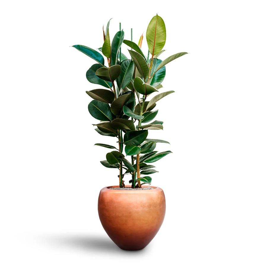 Ficus Elastica Robusta - Rubber Plant - HydroCare 15 Ficus Elastica Robusta - Rubber Plant - HydroCare - Image 13