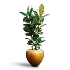 Ficus Elastica Robusta - Rubber Plant - HydroCare 27 Ficus Elastica Robusta - Rubber Plant - HydroCare -Plant Promotion Store Ficus elastica Robusta Rubber Plant HydrocultureMetallic Couple Plant Pot Matt Honey