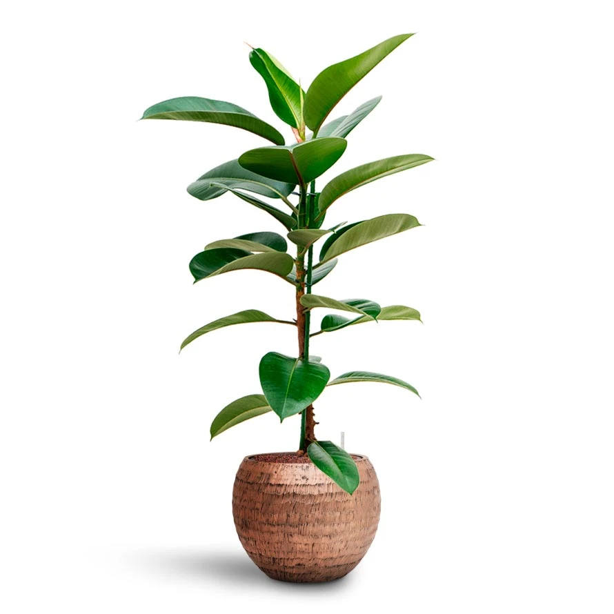 Ficus Elastica Robusta - Rubber Plant - HydroCare 7 Ficus Elastica Robusta - Rubber Plant - HydroCare - Image 5